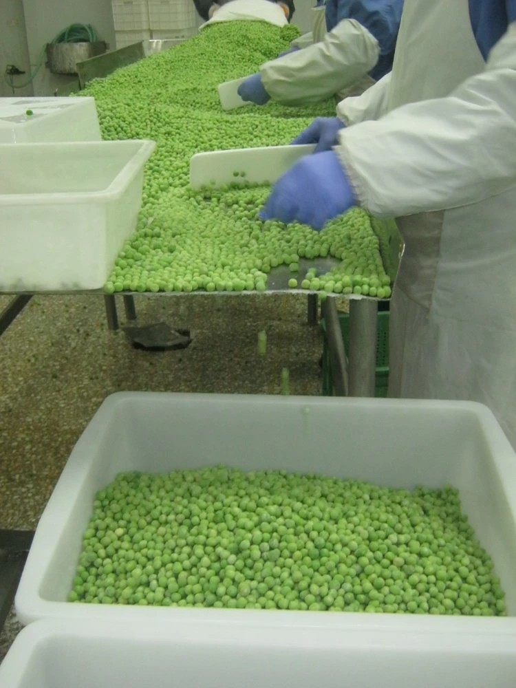 China New Crop IQF Frozen Green Pea