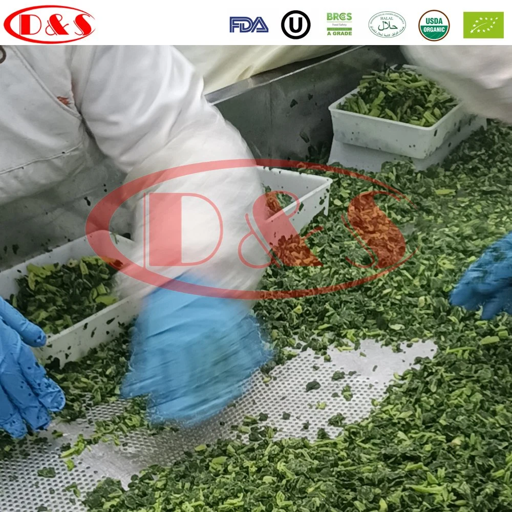 Frozen Steamed Chopped Spinach Factory