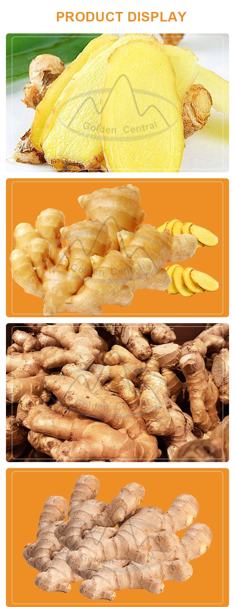 Best Quality New Crop Frozen Fresh Ginger