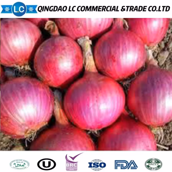 Nueva cosecha chalote congelado IQF/cebolla roja china